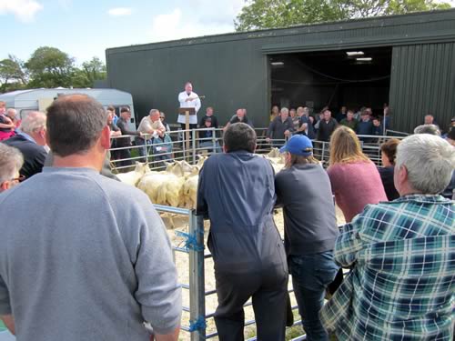 Kintyre Agricultural Society's annual sale of rams and breeding sheep at Campbeltown