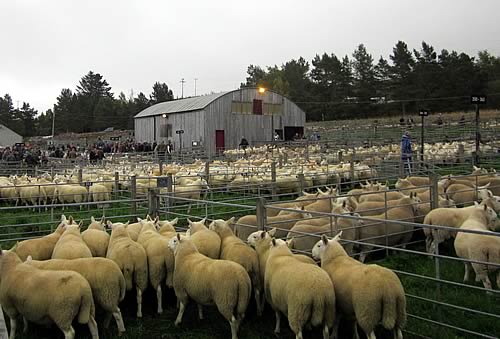 Lairg Auction Mart