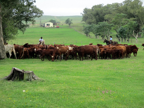 World Shorthorn Conference in Uruguay