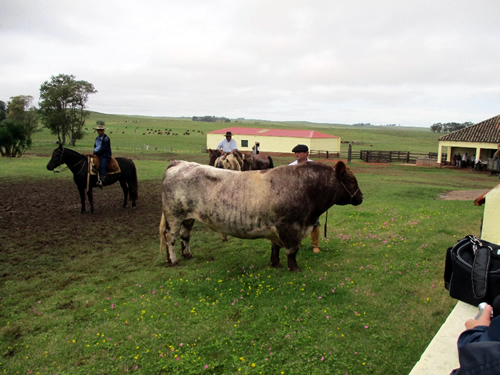 World Shorthorn Conference in Uruguay