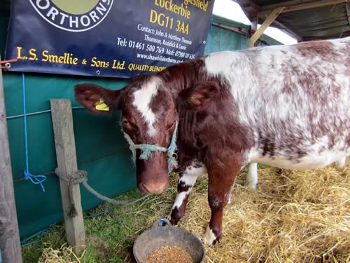 Dumfries show