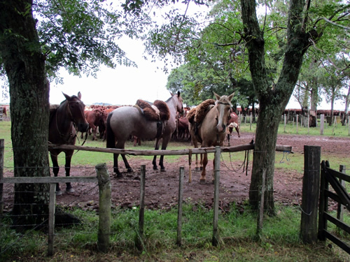 World Shorthorn Conference in Uruguay
