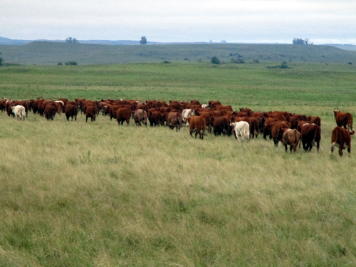 World Shorthorn Conference in Uruguay