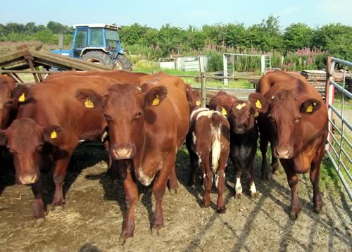 Faradale Herd