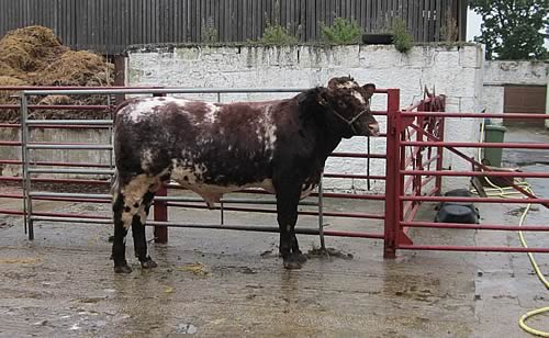 Shawhill Shorthorns