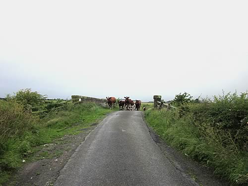 Shawhill Shorthorns