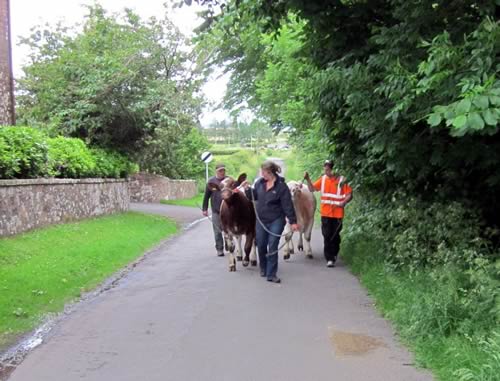 Shawhill Shorthorns