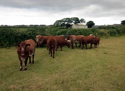 Faradale Herd