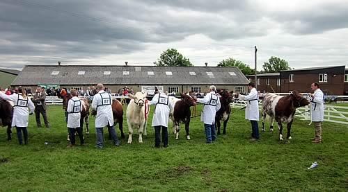 Shawhill Shorthorns