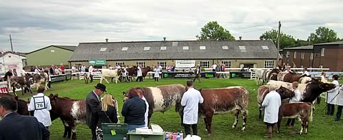 Shawhill Shorthorns