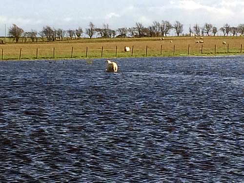 Our fields at Annan have had considerable flooding