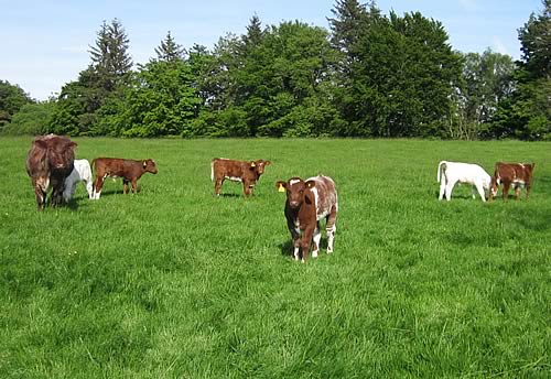 Pedigree calves by Shawhill Freedom