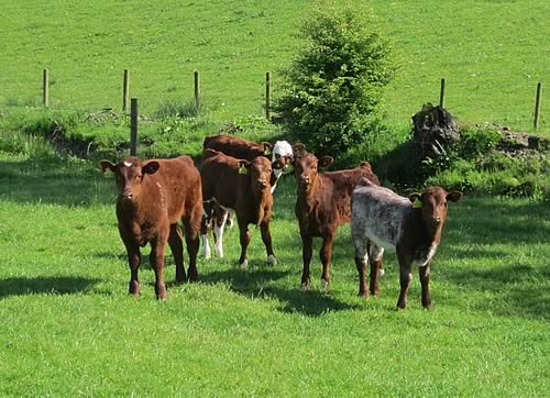 Pedigree and cross calves by Langalbuinoch Gallant