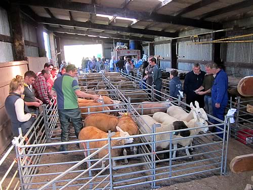 Kintyre Ram Sale