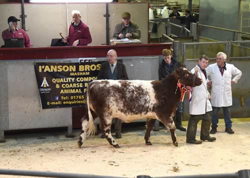 The Skipton Champion in the ring