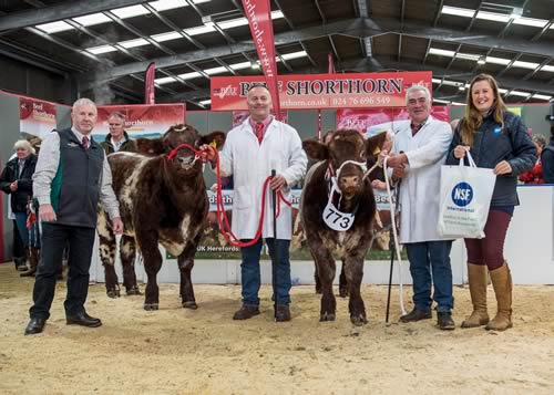 National Beef Shorthorn Calf Show