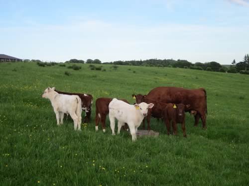 2017 calves by Shawhill Freedom