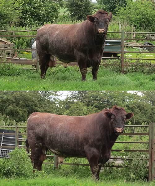 Bull for sale: Langalbuinoch Gallant 