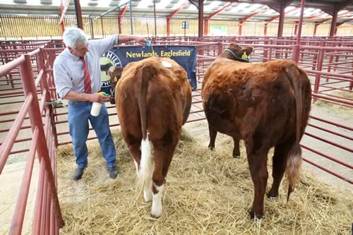 John Dick at the Longtown Sale