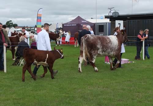 Dumfries Show