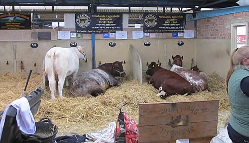 Great Yorkshire Show