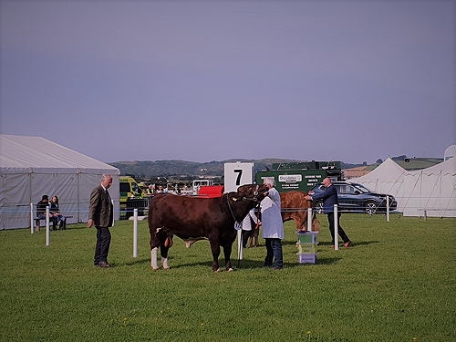 Dumfries Show