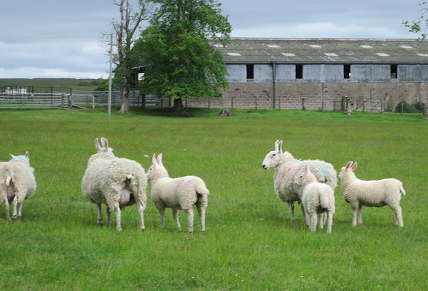 Border Leicester lambs at Pilmuir