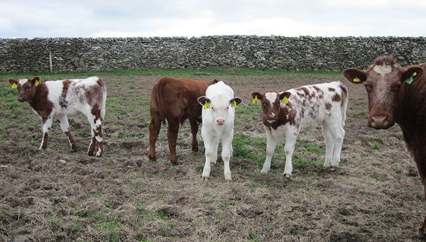 Pilmuir calves