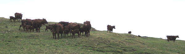 Red Poll cows and young calves on the hill