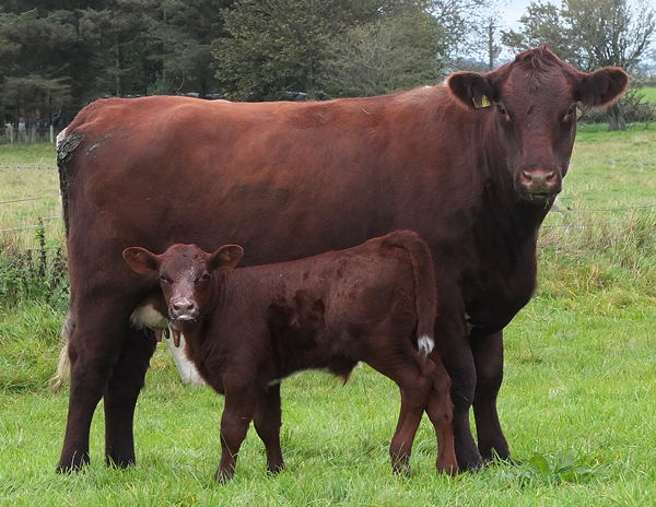 Shawhill Dee Marigold (P) with bull  calf