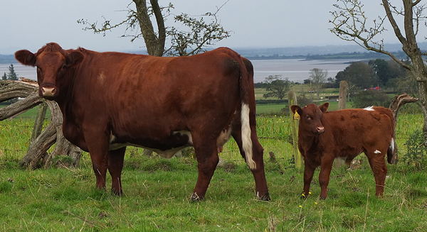 Shawhill Melania (P) with bull calf 
