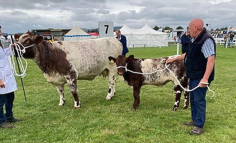Shawhill Foxglove Layla, by Shawhill J-A-T with a Glenisla Keystone bull calf at foot