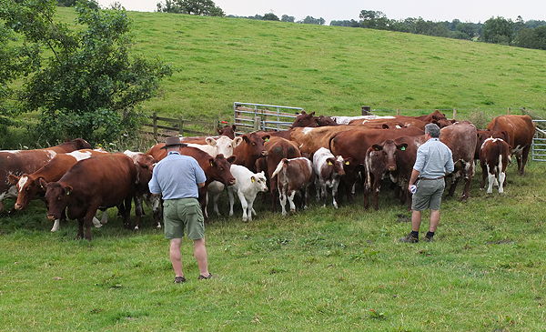 World Shorthorn Conference tour