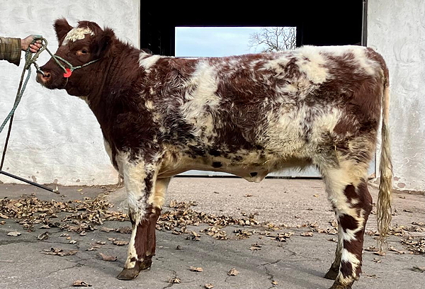 Shawhill Starlet 