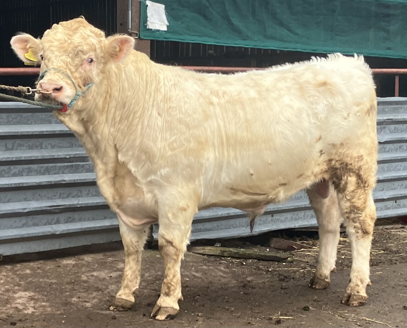 Shawhill Trojan