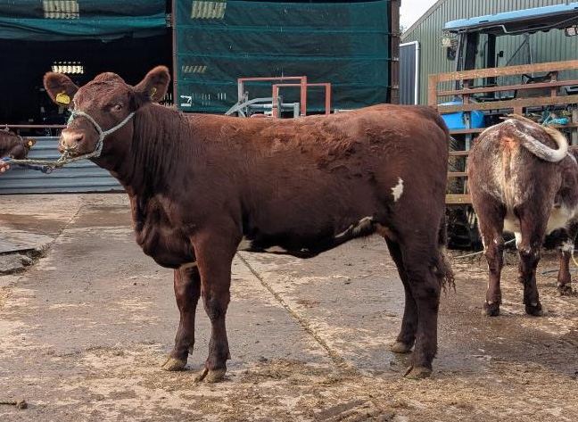 Shawhill Shorthorns