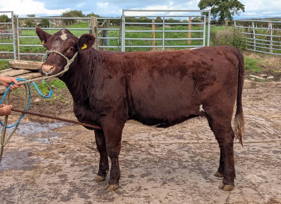 Shawhill Shorthorns