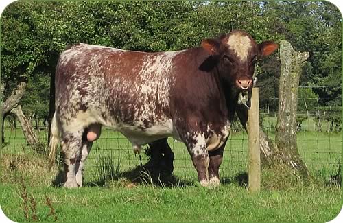Shawhill Freedom (P).  An ET bull by K-Kim Freedom out of Braebank Dewdrop.